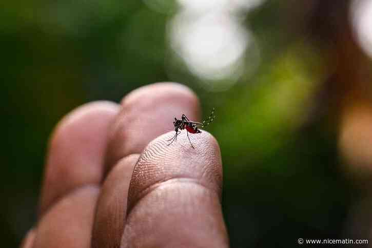 Moustique-tigre : un premier cas de dengue « autochtone » détecté dans le Sud de la France, la personne n’avait pas voyagé en zone tropicale