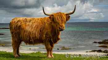 Highland cow is crowned nation's favourite species in World Cup of animals - beating the red squirrel, otter and wildcat