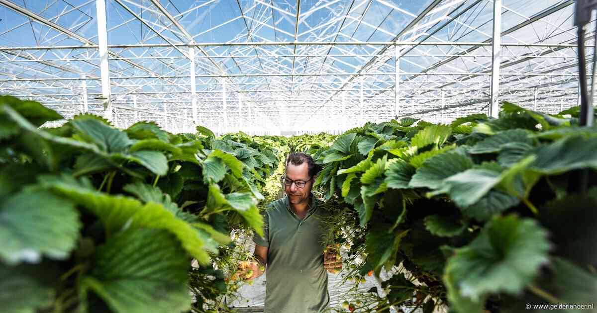 Deze aardbeiengigant wordt nóg groter en gaat ook nog de bussen van Arnhem en Nijmegen opladen