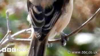 "Extraordinary sight" of rare bird from Asia spotted in Gloucestershire