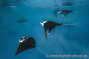 Malediven: Nachtschnorcheln mit Mantarochen