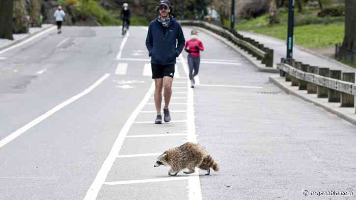 Jimothy the raccoon is taking over the internet