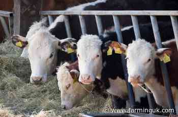 Cattle TB vaccine moves closer after six-year trial