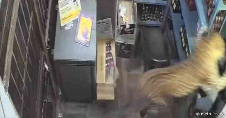 Rogue leopard bursts into off licence before lunging at two men inside