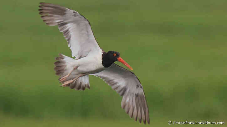 American oystercatchers were wiped out in New England, now their numbers are 45% higher along US coasts; here's how