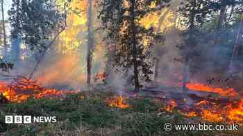 Woodland fire thought to have been set deliberately
