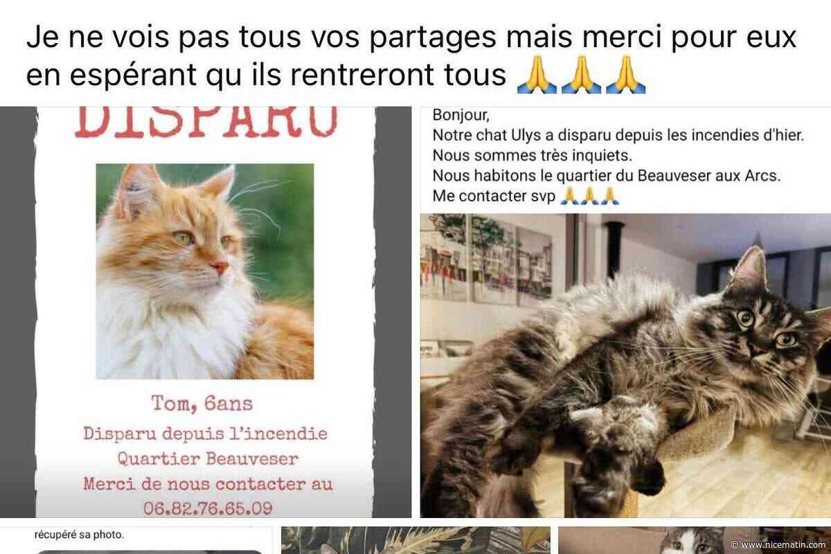 Animaux disparus, procédures d’assurance, aide au nettoyage… la mairie des Arcs auprès de ses administrés sinistrés après l’incendie de Taradeau-Les Arcs