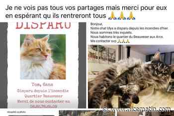 Animaux disparus, procédures d’assurance, aide au nettoyage… la mairie des Arcs auprès de ses administrés sinistrés après l’incendie de Taradeau-Les Arcs