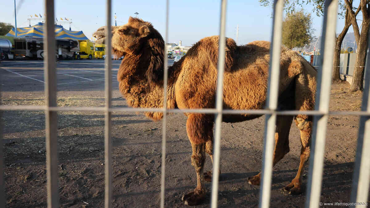 Animali sfruttati, lavoro minorile e condizioni di sicurezza carenti: l’inchiesta nei circhi. “Non si può parlare di mele marce”
