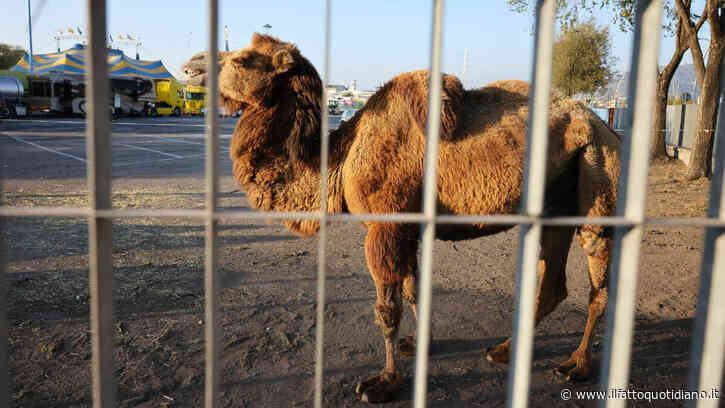 Animali sfruttati, lavoro minorile e condizioni di sicurezza carenti: l’inchiesta nei circhi. “Non si può parlare di mele marce”