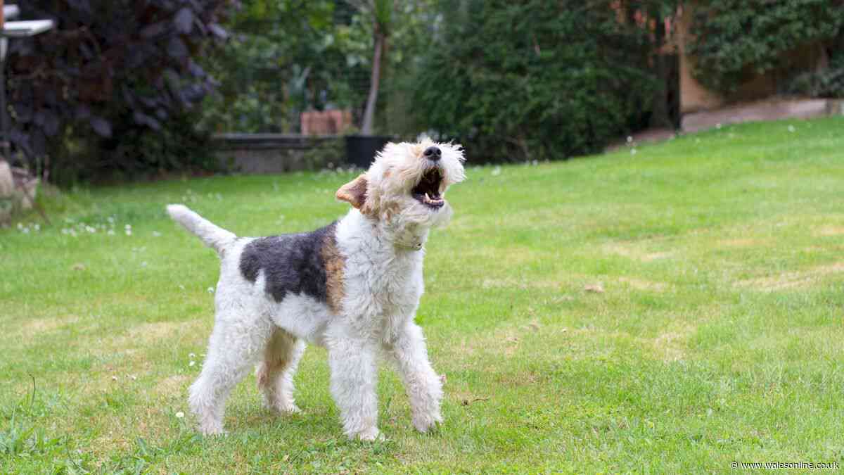 Your legal rights if a neighbour's dog barks too much