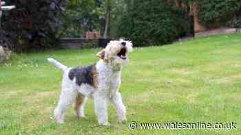 Your legal rights if a neighbour's dog barks too much