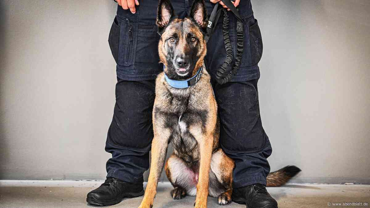 Polizeihund beißt Autofahrer: Polizistin wegen Körperverletzung verurteilt