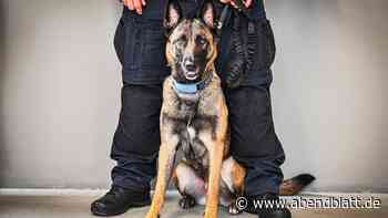 Polizeihund beißt Autofahrer: Polizistin wegen Körperverletzung verurteilt