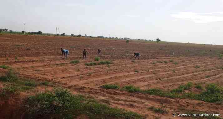Delayed rainfall, low food prices stall farming activities in Yobe