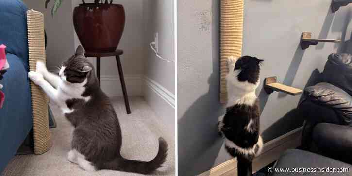 Best products to protect furniture from cat scratching