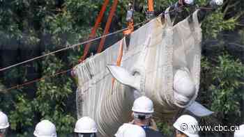 'Emergency rescue' of Marineland's beluga whales to U.S. aquariums has begun