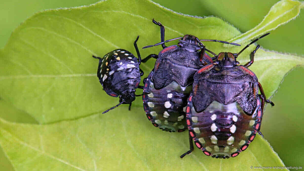 Löcher in Tomatenblättern? Dieser invasive Käfer könnte dahinterstecken