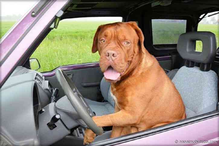 Show some restraint: Don’t let pets roam free in cars