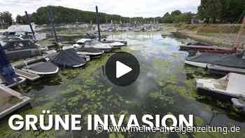 Kanadische Wasserpest in Wiesbaden: Invasive Wasserpflanze schockt
