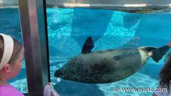 Fort Wayne Zoo mourns loss of first harbor seal