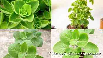 How to grow fresh Omam leaves at home; plus 5 health benefits you should know