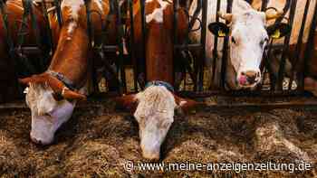KI soll Landwirte unterstützen – aber nicht ersetzen