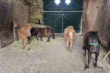 Vier Shetlandponys: Stadt sucht neue Besitzer