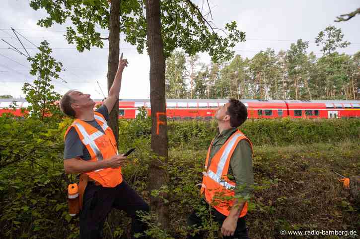 3.000 Bäume müssen weg – Bahn sperrt Strecke in Unterfranken