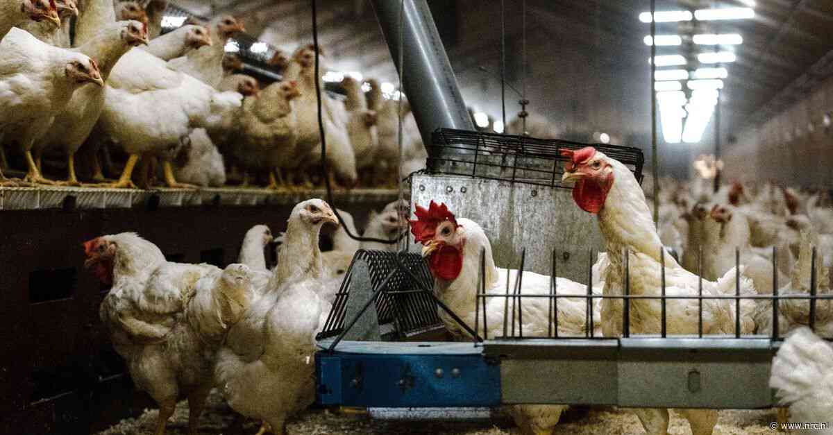 Zaak rond vijf Brabantse kippenboeren zorgt bij agrariërs voor barst in vertrouwen stikstofaanpak kabinet. Minister roept juist op om ‘in gesprek te blijven’