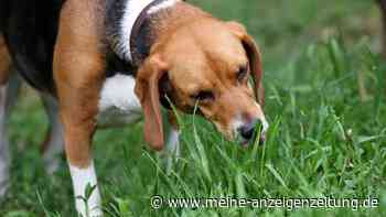 Muss ich mir Sorgen machen, wenn mein Hund Gras frisst?