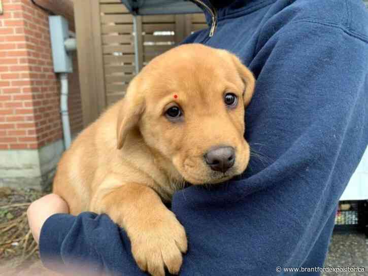 Paw-some pet resources at the Brantford library