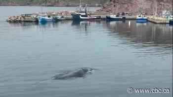 Goldfish the North Atlantic right whale spotted outside Bay de Verde office window