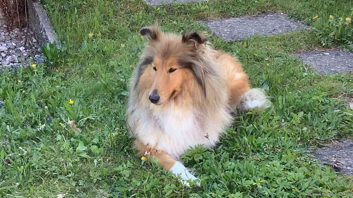 Wo ist Sally? Colliehündin nach Unwetter in Inzell vermisst
