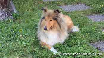 Wo ist Sally? Colliehündin nach Unwetter in Inzell vermisst