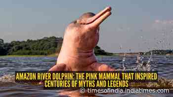 Amazon river dolphin: The pink mammal that inspired centuries of myths and legends