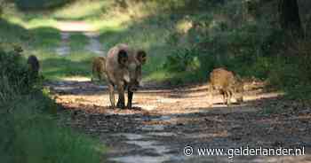 Natuurmonumenten houdt vroege wildwandeling door Veluwezoom