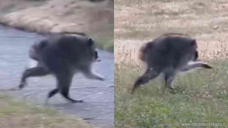 Avvistata una strana creatura con tre zampe: la vera storia di Jimothy, il “procione mutante” diventato virale sui social