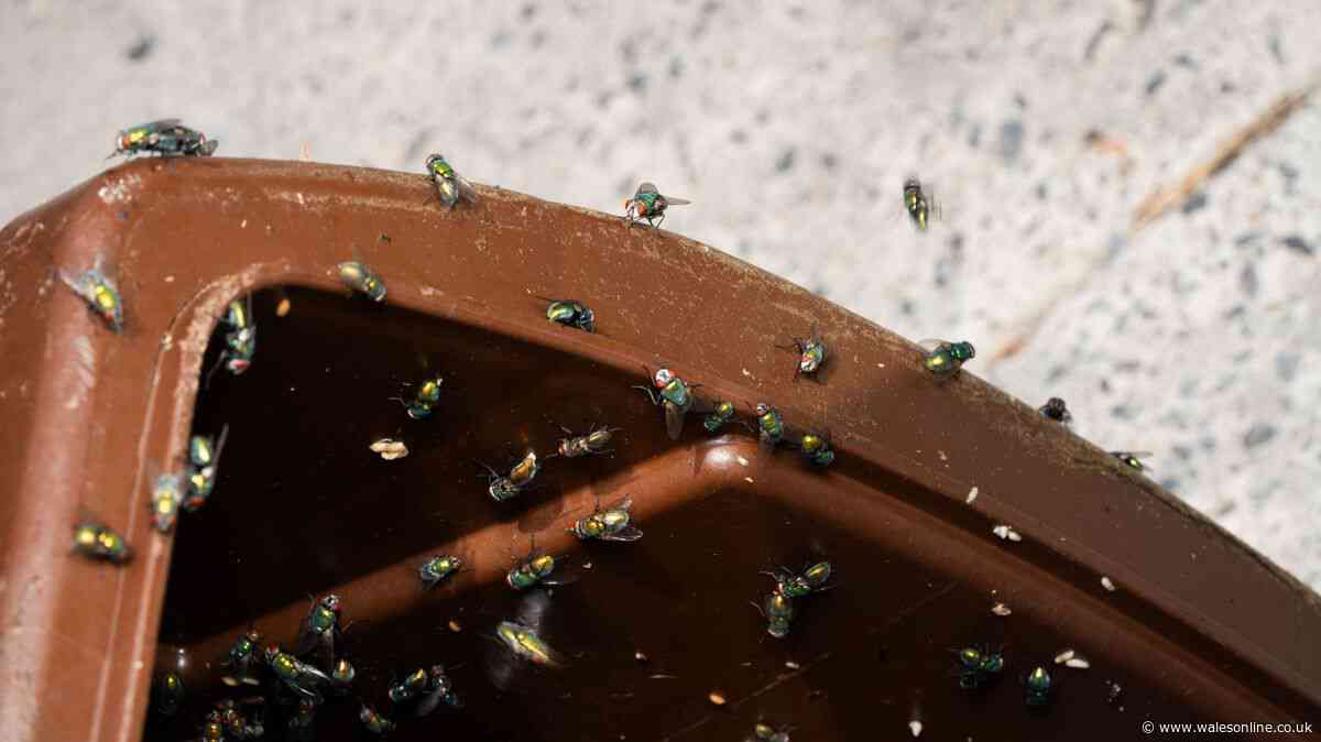 Keep flies and maggots away from your bins with 80p kitchen staple