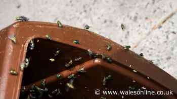 Keep flies and maggots away from your bins with 80p kitchen staple