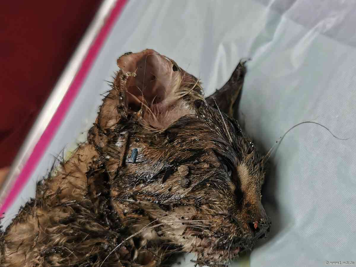 Tierheim Köln-Dellbrück: Kätzchen Olivia hat überlebt