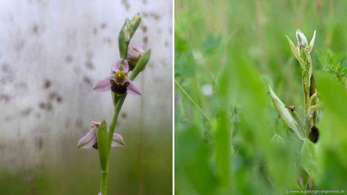 Wie die Trockenheit einer wilden Orchidee bei Vöhringen zu schaffen macht