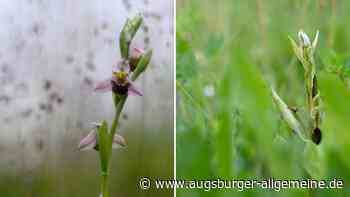 Wie die Trockenheit einer wilden Orchidee bei Vöhringen zu schaffen macht