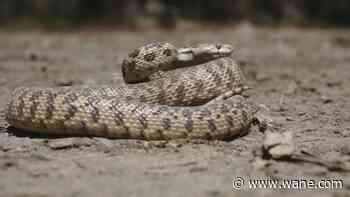 Girl, 3, bitten by rattlesnake hiding under Amazon package in California yard