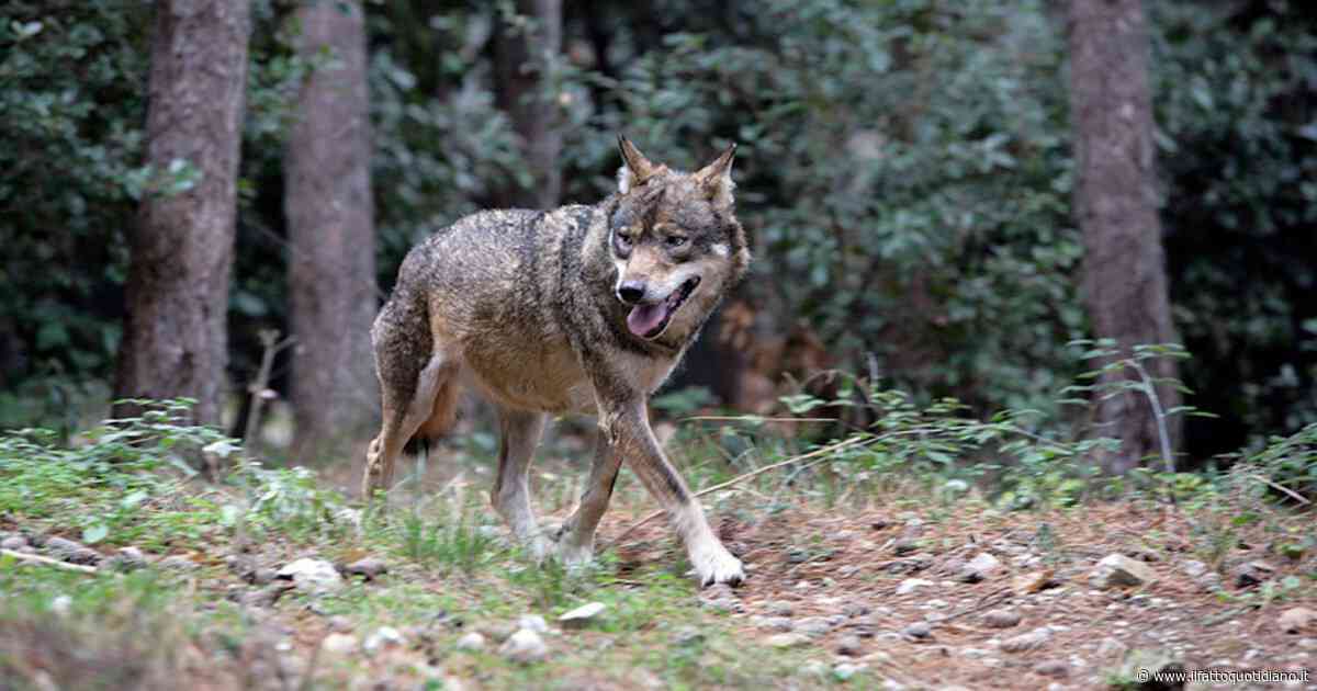 Lupo entra in giardino durante una grigliata a Camaiore: il cane di casa difende bimbo di due anni e viene ucciso