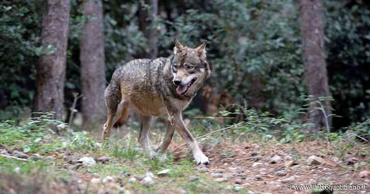 Lupo entra in giardino durante una grigliata a Camaiore: il cane di casa difende bimbo di due anni e viene ucciso