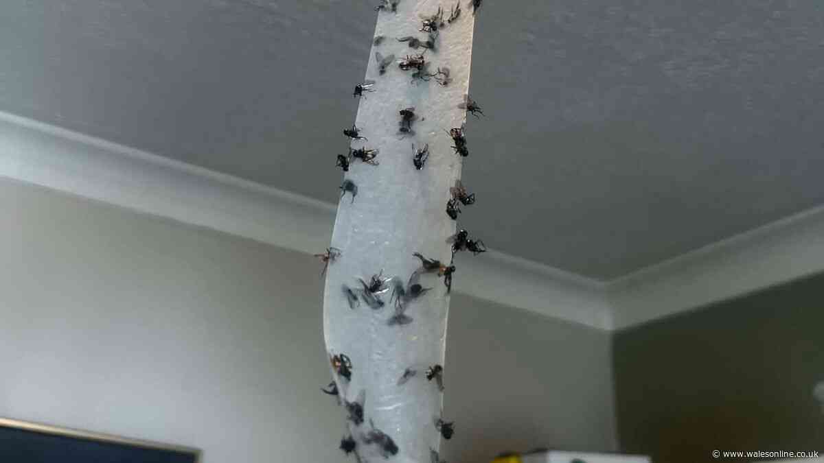 Source of flies making Llanelli residents 'physically sick' confirmed