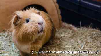 Pet owners urged to do three things to protect small animals this summer