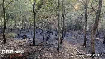 Forest fire severely damages woodland area