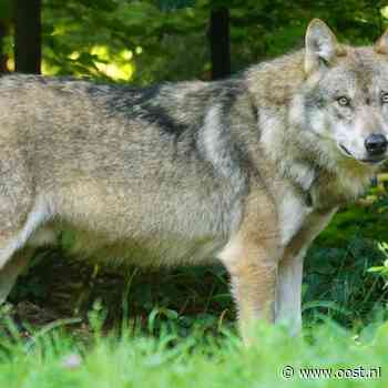 Wolf in Twentekanaal is doodgeschoten, stichting doet aangifte